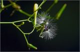 Mycelis muralis