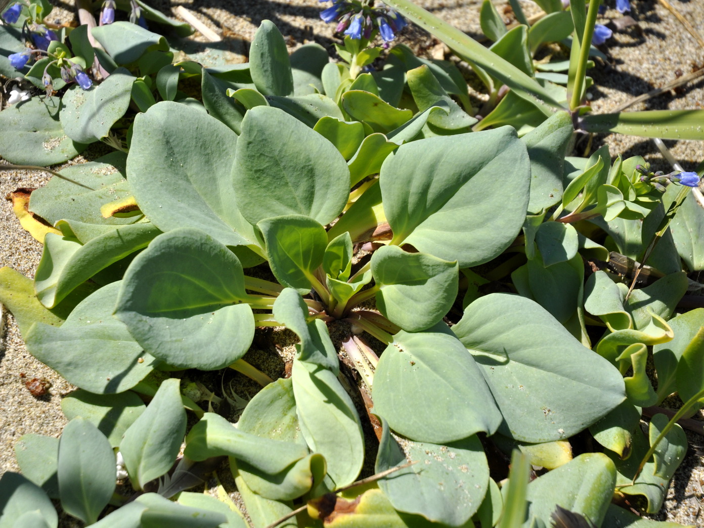 Image of Mertensia maritima specimen.