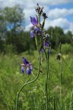 Iris sibirica