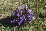 Gentianella campestris. Цветущие растения. Испания, Каталония, пров. Жирона, комарка Рипольес, муниципалитет Мольо, вершина горы Коль-де-Арес, 1575 м н.у.м., сосновое (Pinus uncinata) редколесье, луг. 15.09.2024.