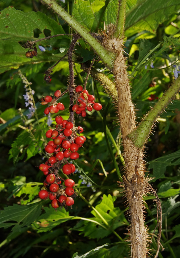 Изображение особи Oplopanax elatus.