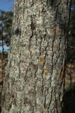 Populus &times; sibirica