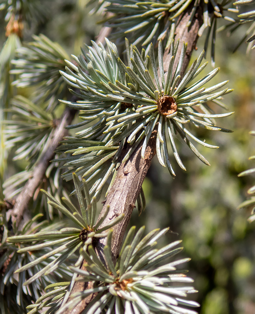 Image of Cedrus atlantica specimen.