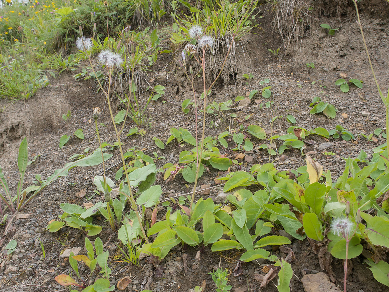 Image of Cicerbita racemosa specimen.