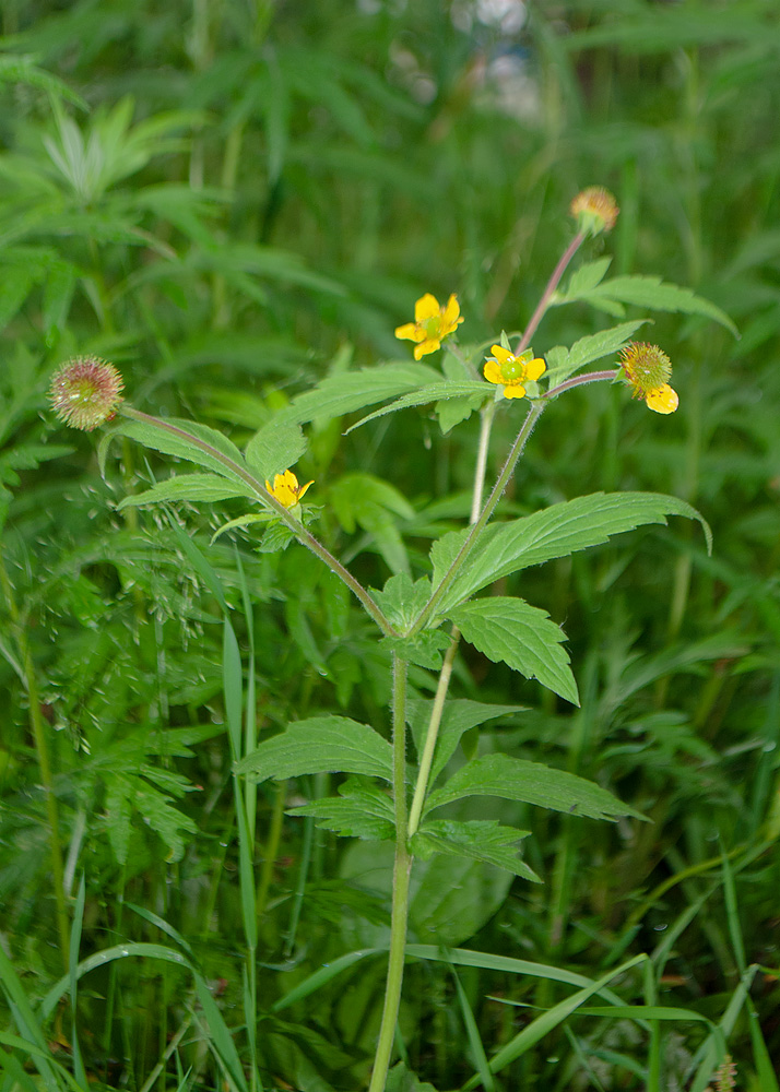 Image of Geum aleppicum specimen.