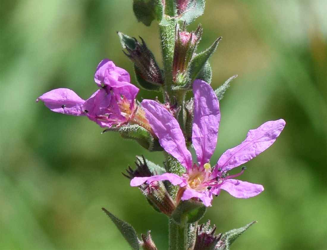 Image of Lythrum salicaria specimen.