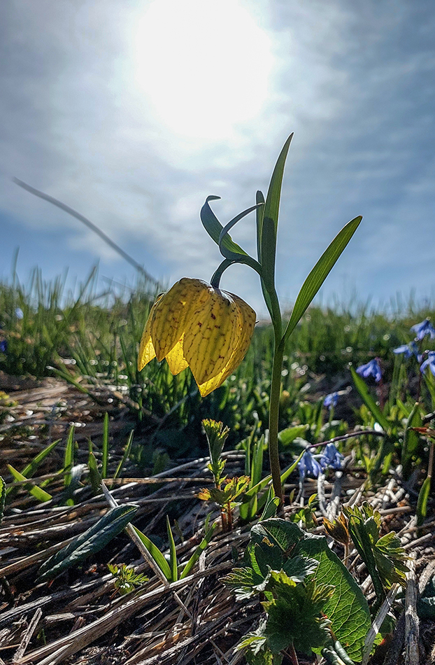 Изображение особи Fritillaria ophioglossifolia.