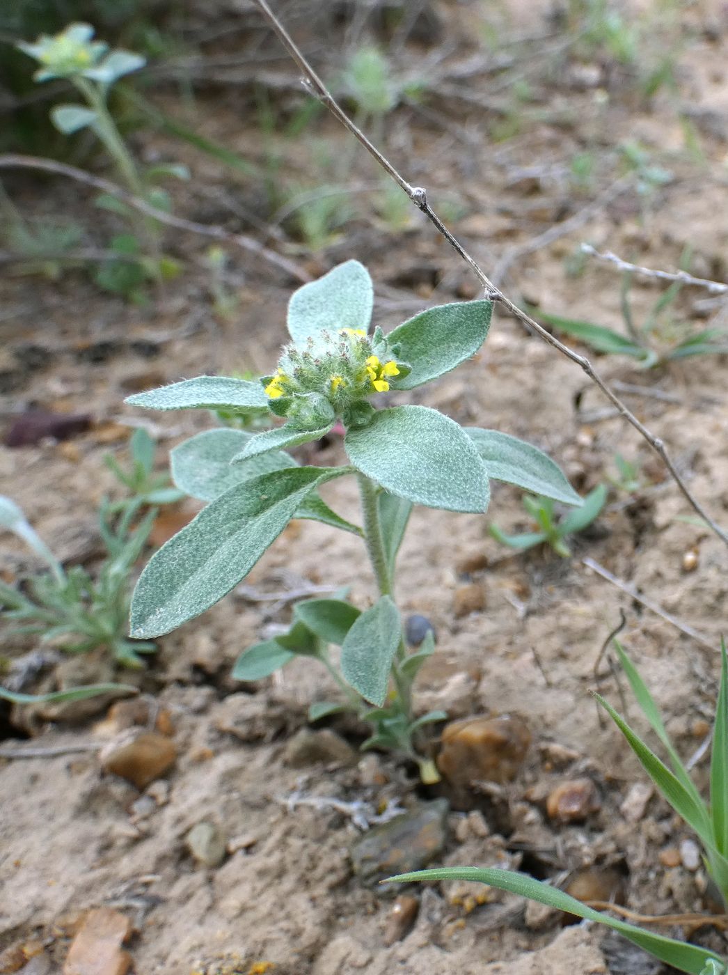 Image of Alyssum turkestanicum var. desertorum specimen.