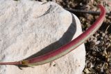genus Astragalus. Плод. Таджикистан, Хатлонская обл., Кабодиёнский р-н, хр. Аруктау, окр. пер. Дандан-Чикан, пестроцветы. 14 апреля 2025 г.