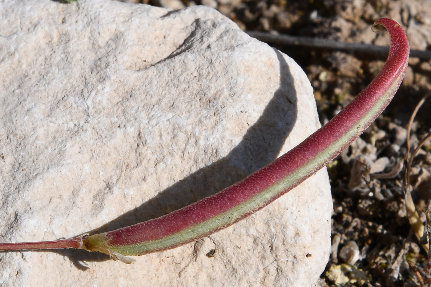 Image of genus Astragalus specimen.
