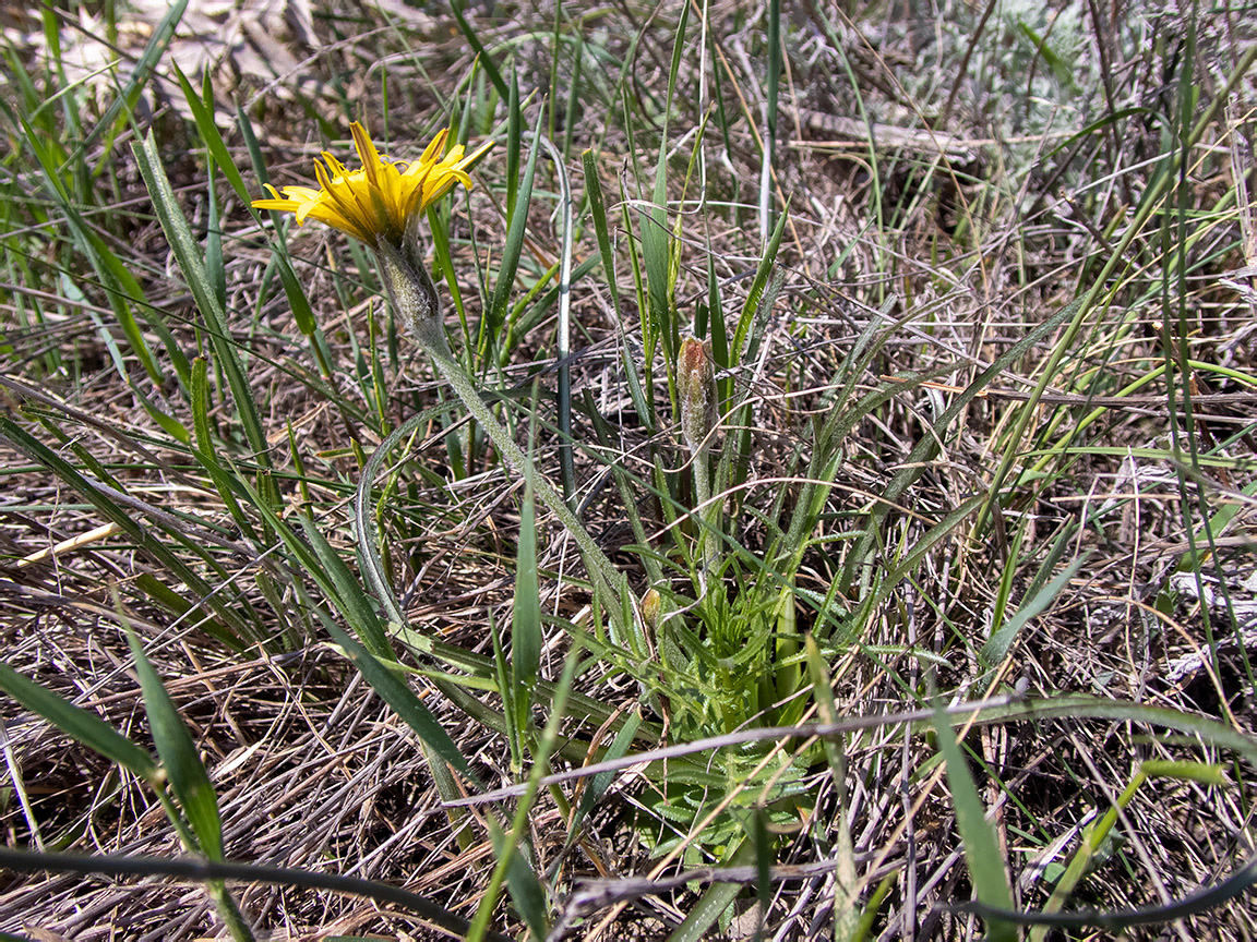 Image of Scorzonera mollis specimen.