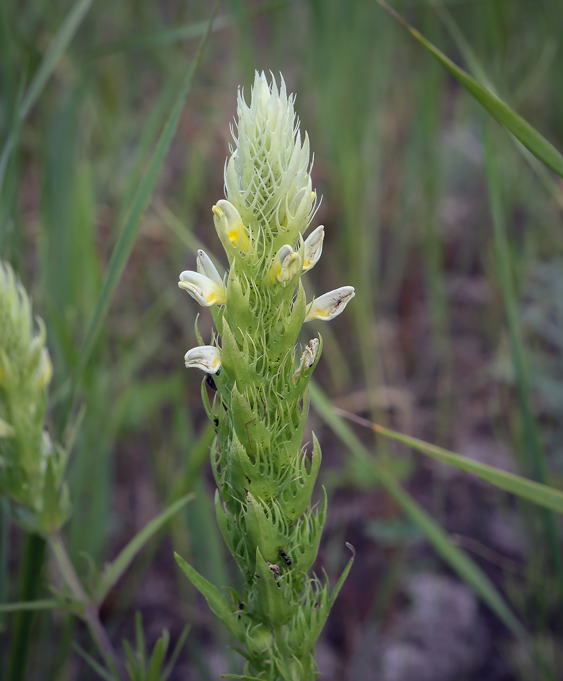 Image of Melampyrum argyrocomum specimen.