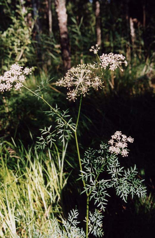 Image of Thyselium palustre specimen.