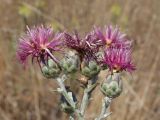 Centaurea rubriflora. Соцветия. Крым, Ленинский р-н, окр. г. Щелкино, берег оз. Акташ, искусственно облесённая степь. 6 июля 2025 г.