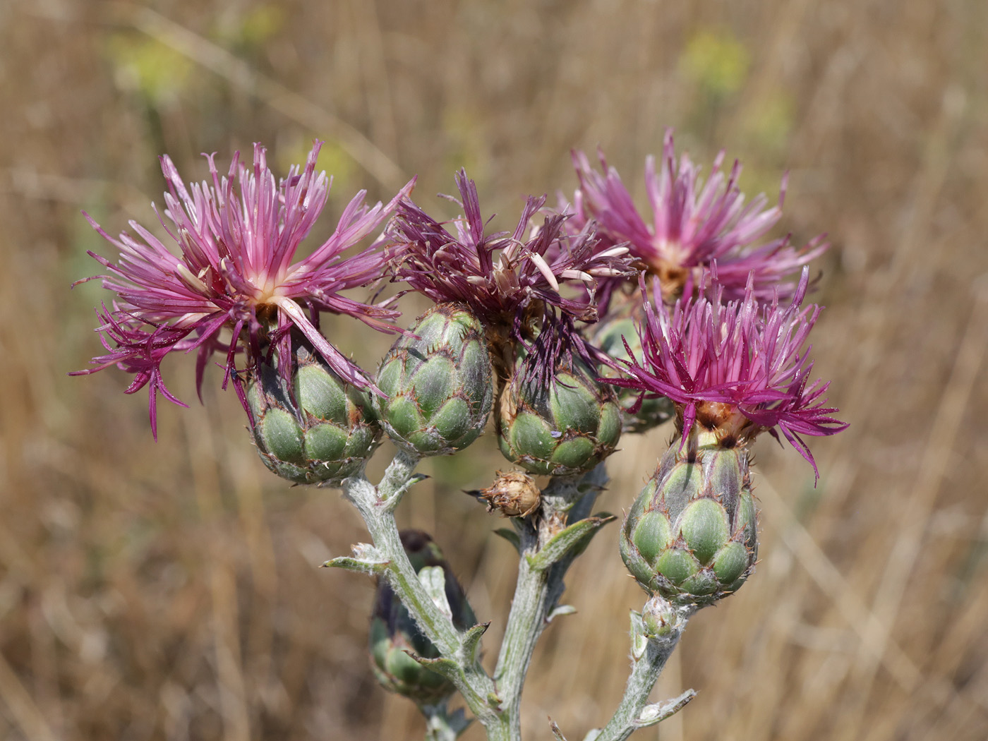 Image of Centaurea rubriflora specimen.
