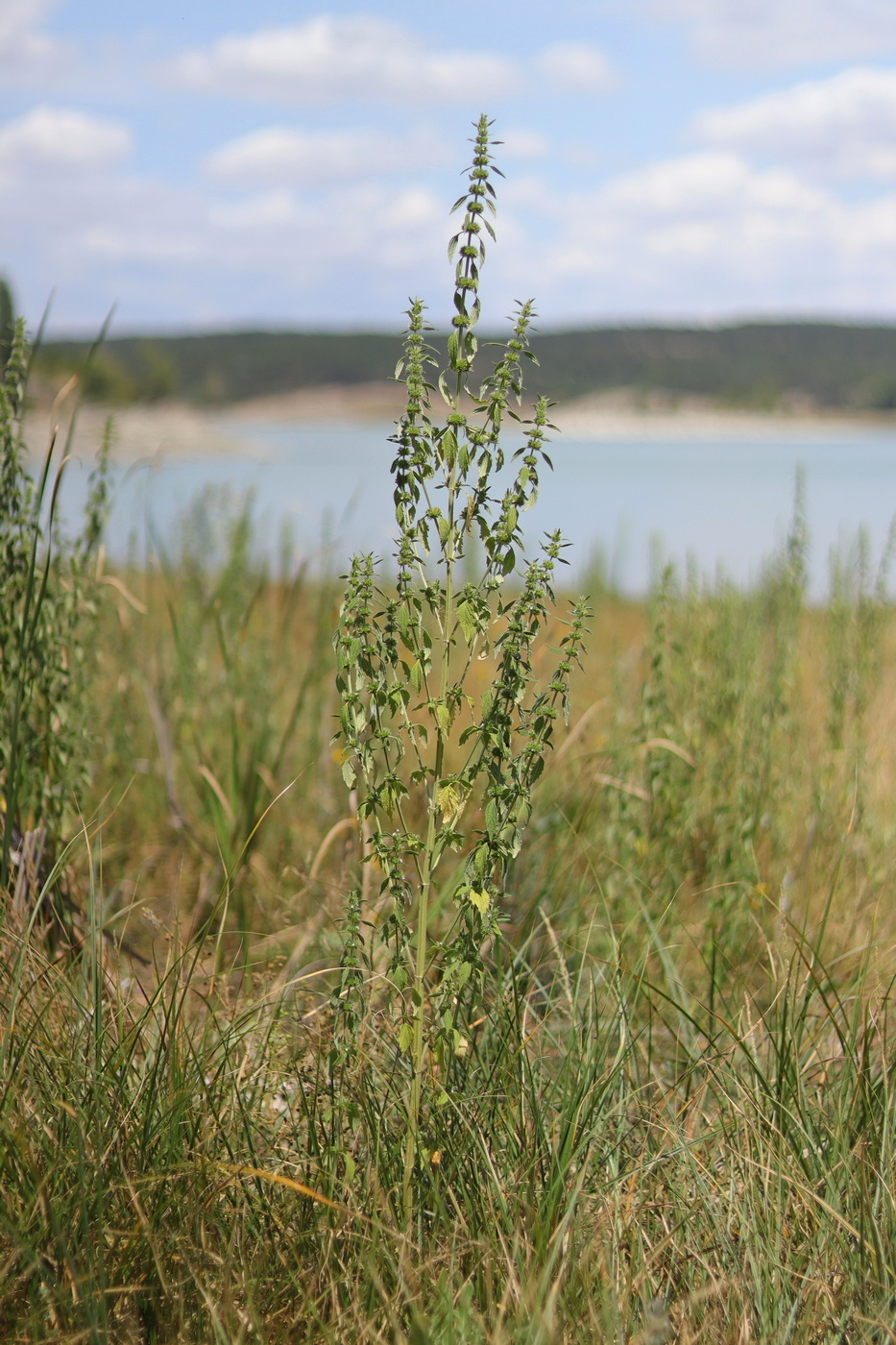 Image of Chaiturus marrubiastrum specimen.