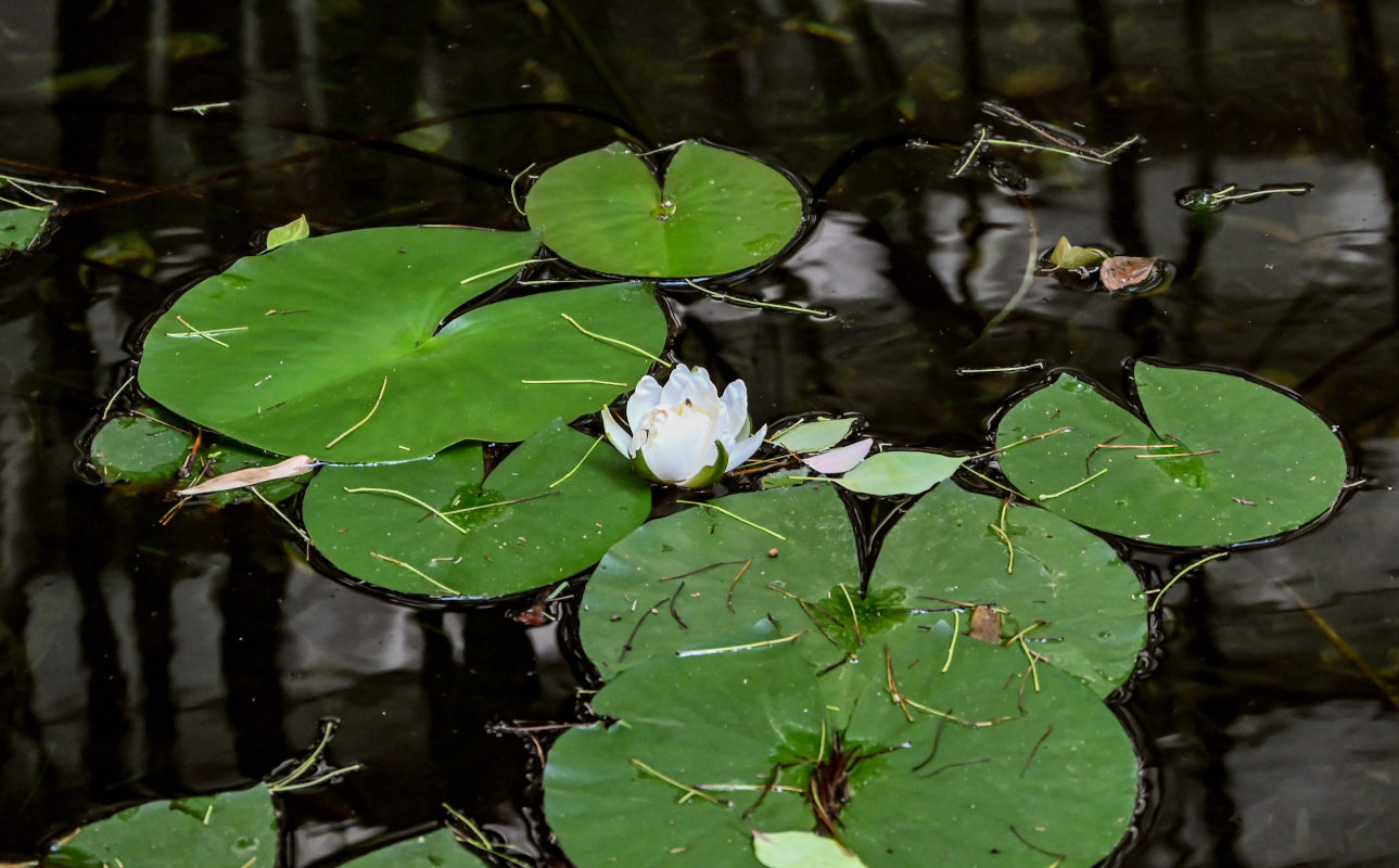 Изображение особи Nymphaea alba.