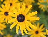 Rudbeckia hirta