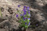 Viola tricolor. Цветущее растение. Мурманск, Октябрьский р-н, на клумбе, в культуре. 24.06.2025.