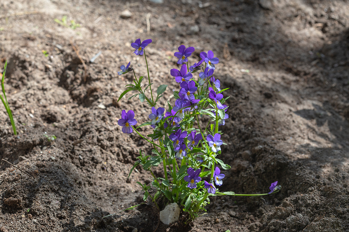 Изображение особи Viola tricolor.