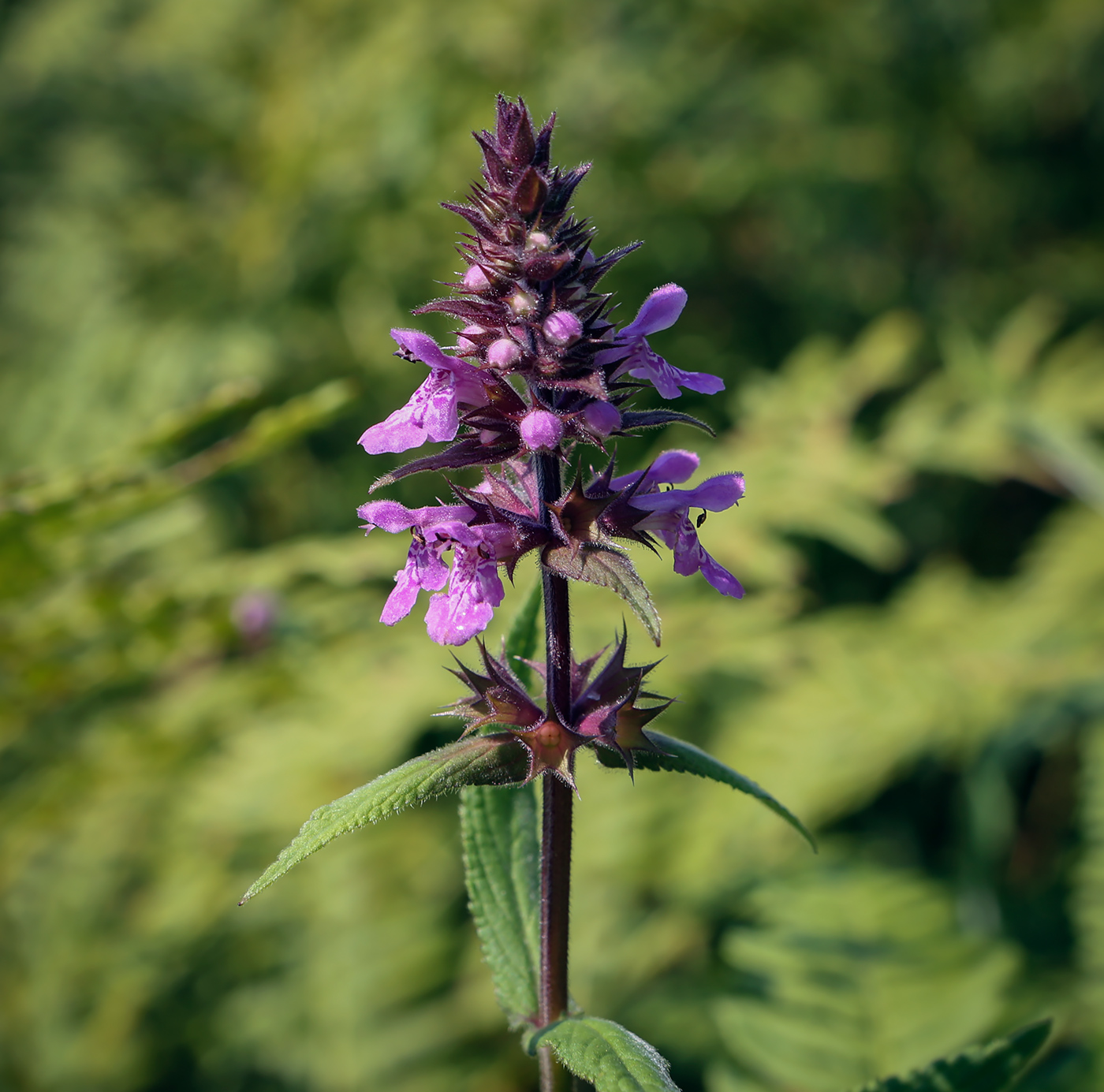 Изображение особи Stachys palustris.