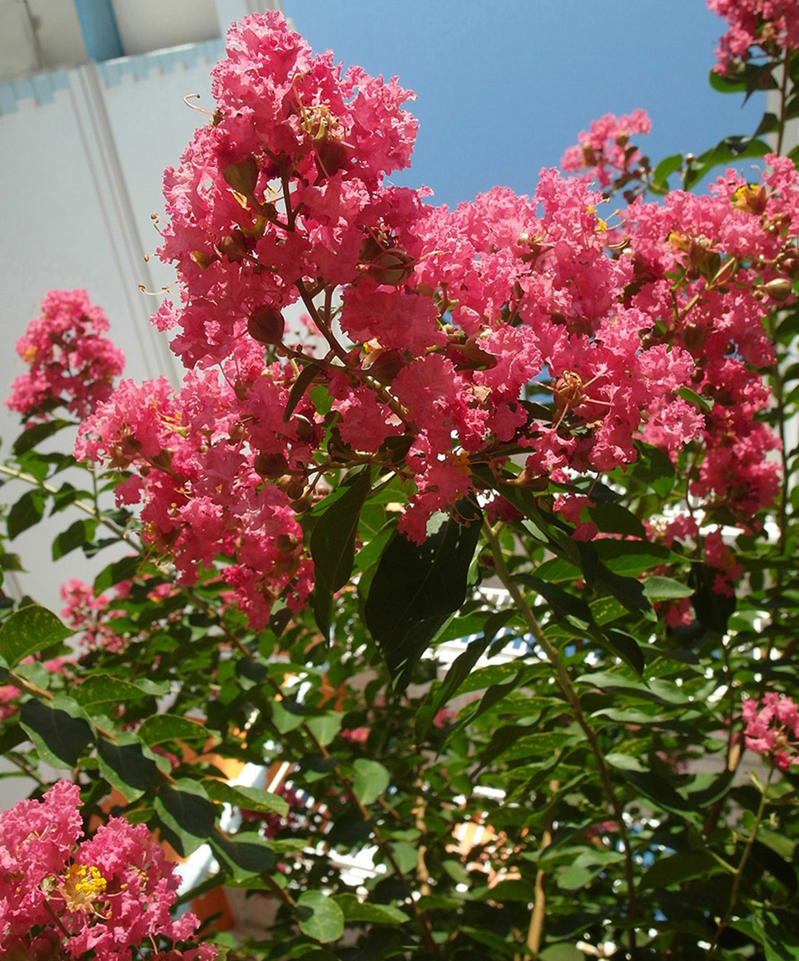 Изображение особи Lagerstroemia indica.