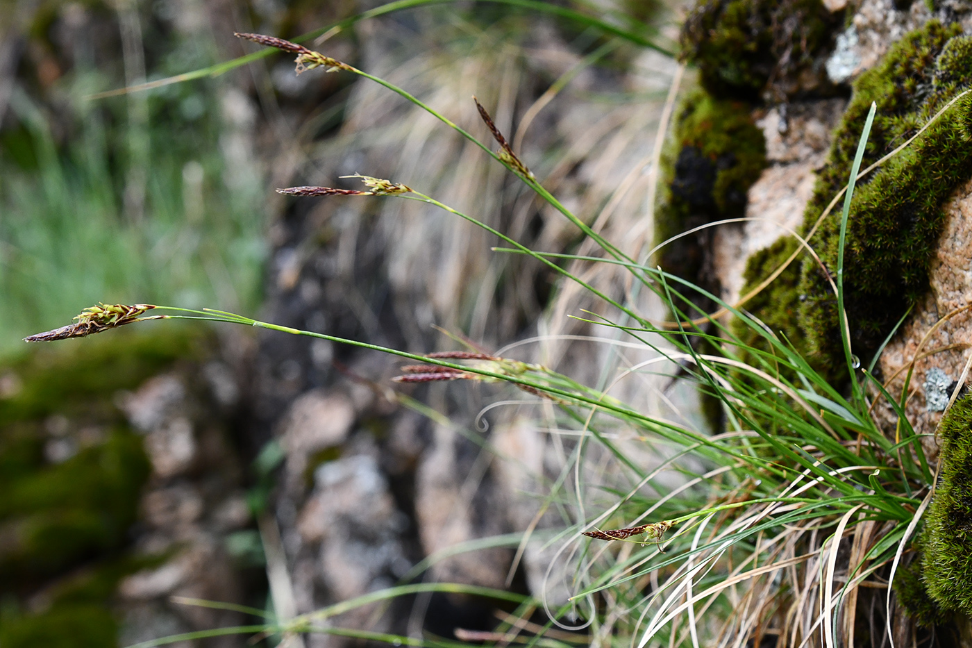 Image of Carex koshewnikowii specimen.