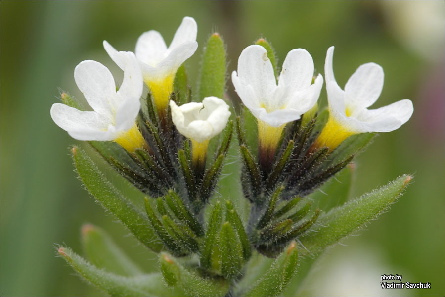 Image of Buglossoides rochelii specimen.