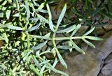 Crithmum maritimum. Лист. Франция, Леринские о-ва, о-в Св. Маргариты (Sainte-Marguerite), прибрежная скала. Июль.
