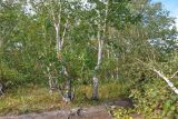 Betula ermanii. Взрослые растение. Камчатский край, Елизовский р-н, широколиственный лес. 03.09.2025.