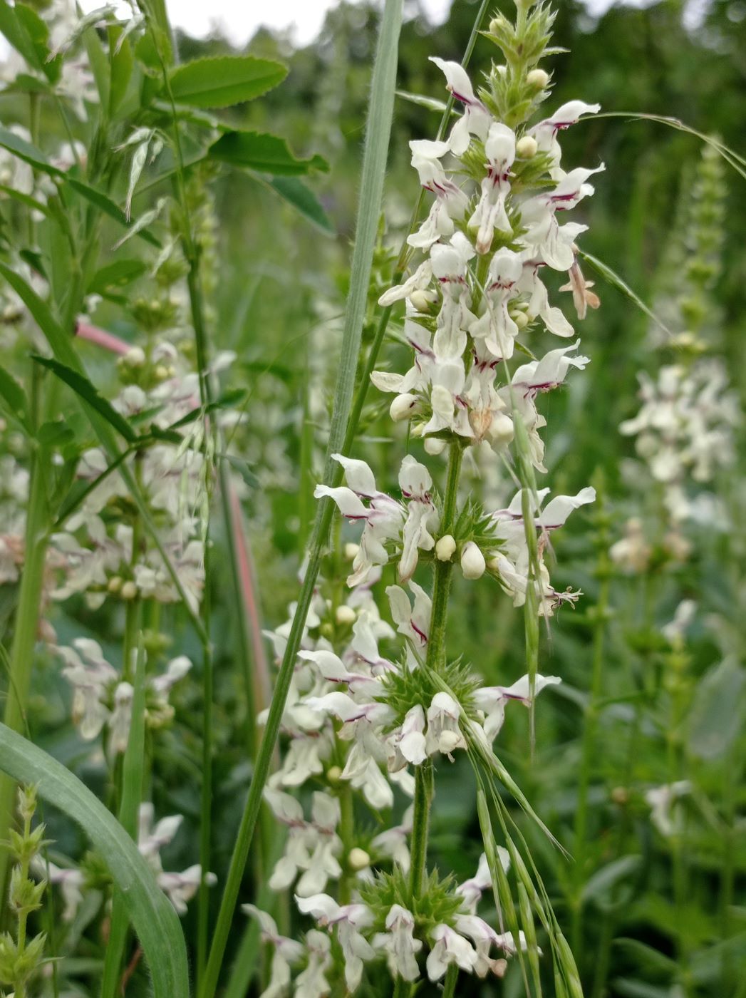 Изображение особи Stachys recta.