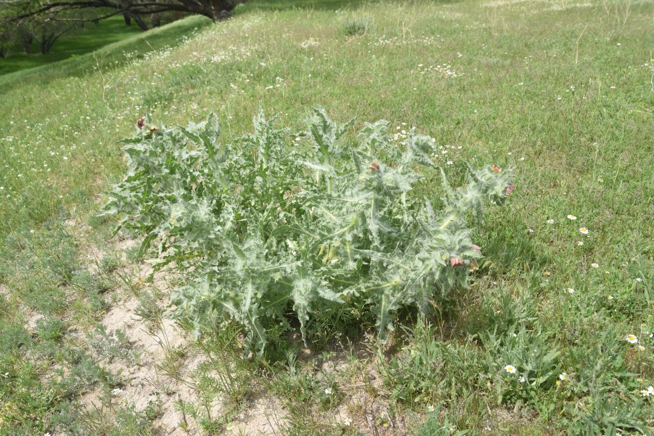 Image of Unknown species specimen.