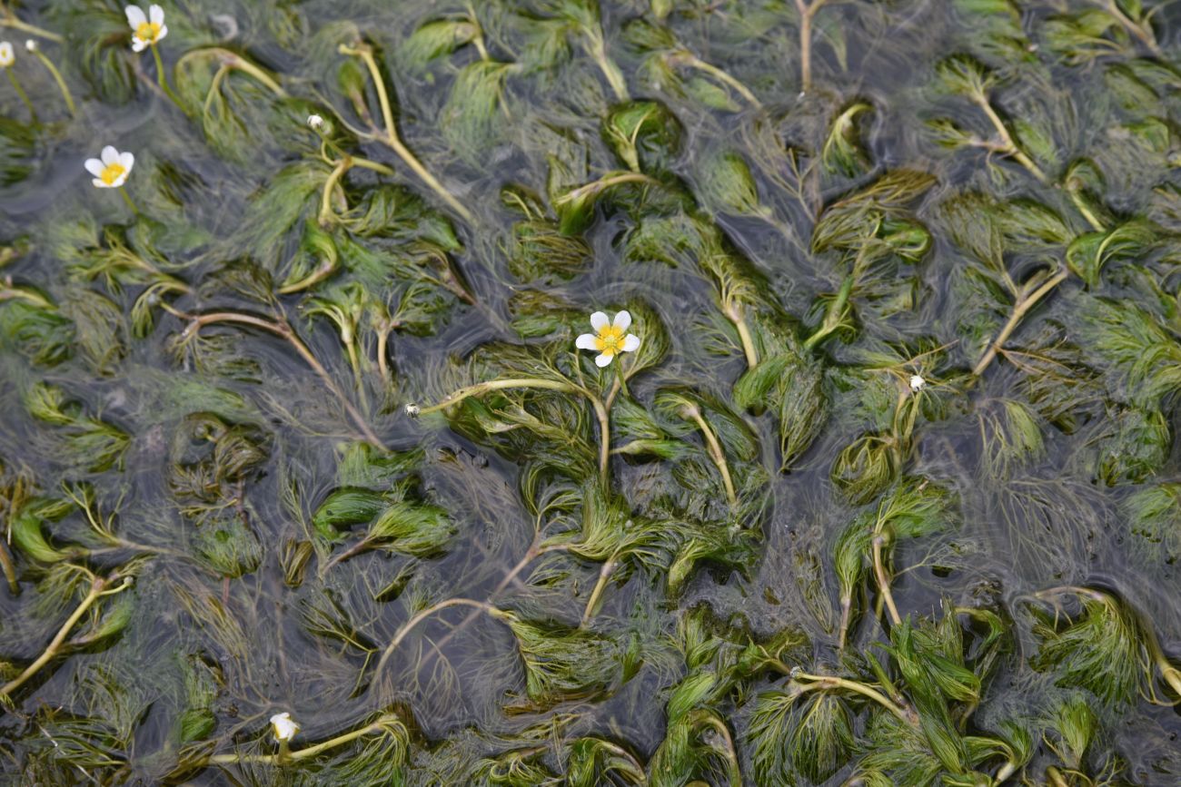 Image of Ranunculus trichophyllus specimen.