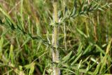 Cirsium laniflorum
