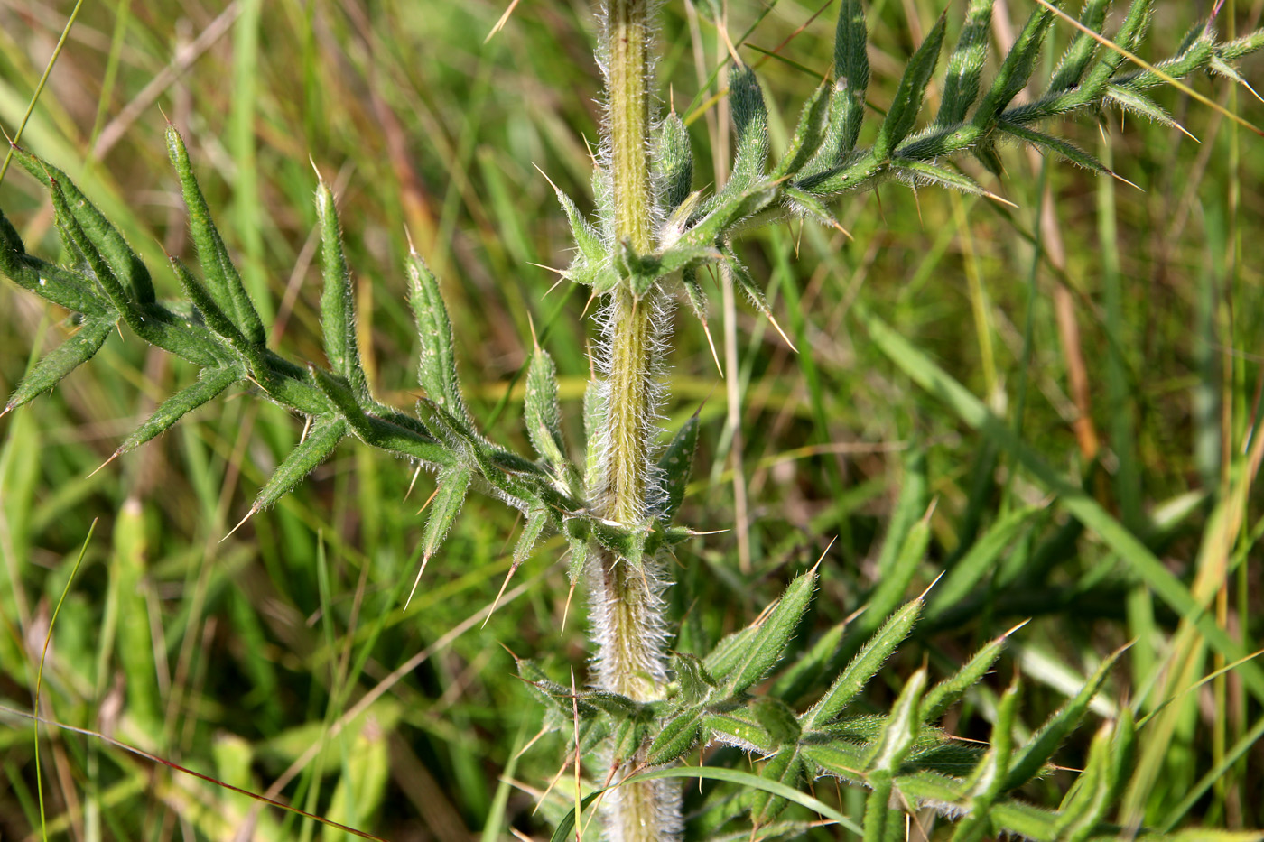 Image of Cirsium laniflorum specimen.