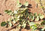 Raphanus raphanistrum. Цветущее растение высотой около 5 см. Израиль, г. Кирьят-Оно, пустырь. 11.02.2011.