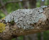 Parmelina tiliacea. Таллом с изидиями. Абхазия, Гудаутский р-н, окр. с. Лдзаа, на стволе Vernicia fordii. 12.06.2025.