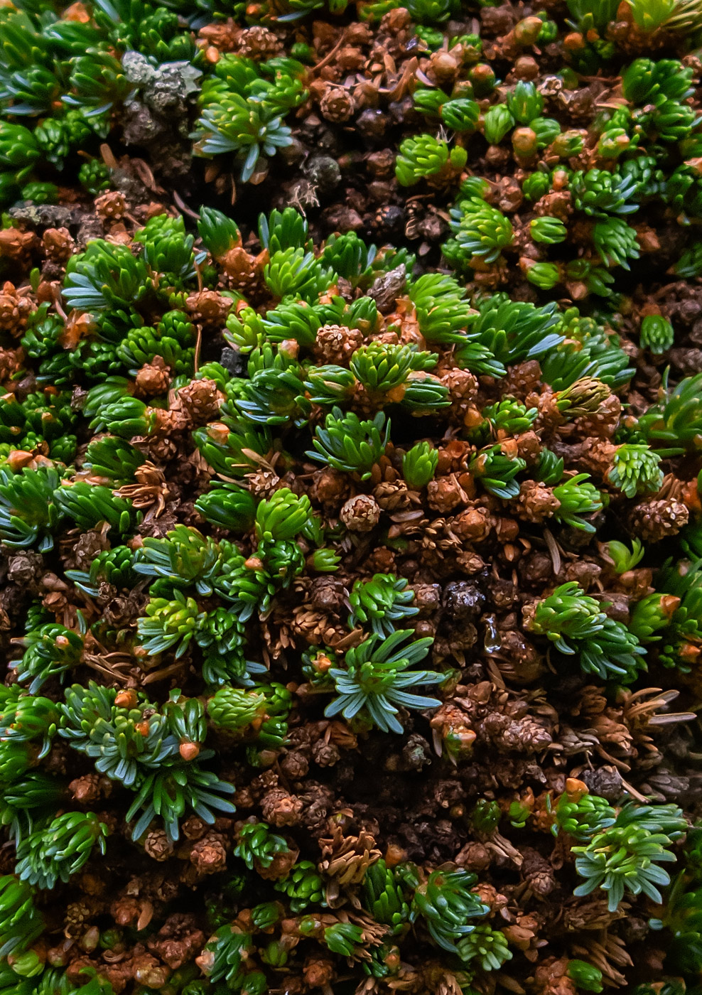 Image of Abies nephrolepis specimen.