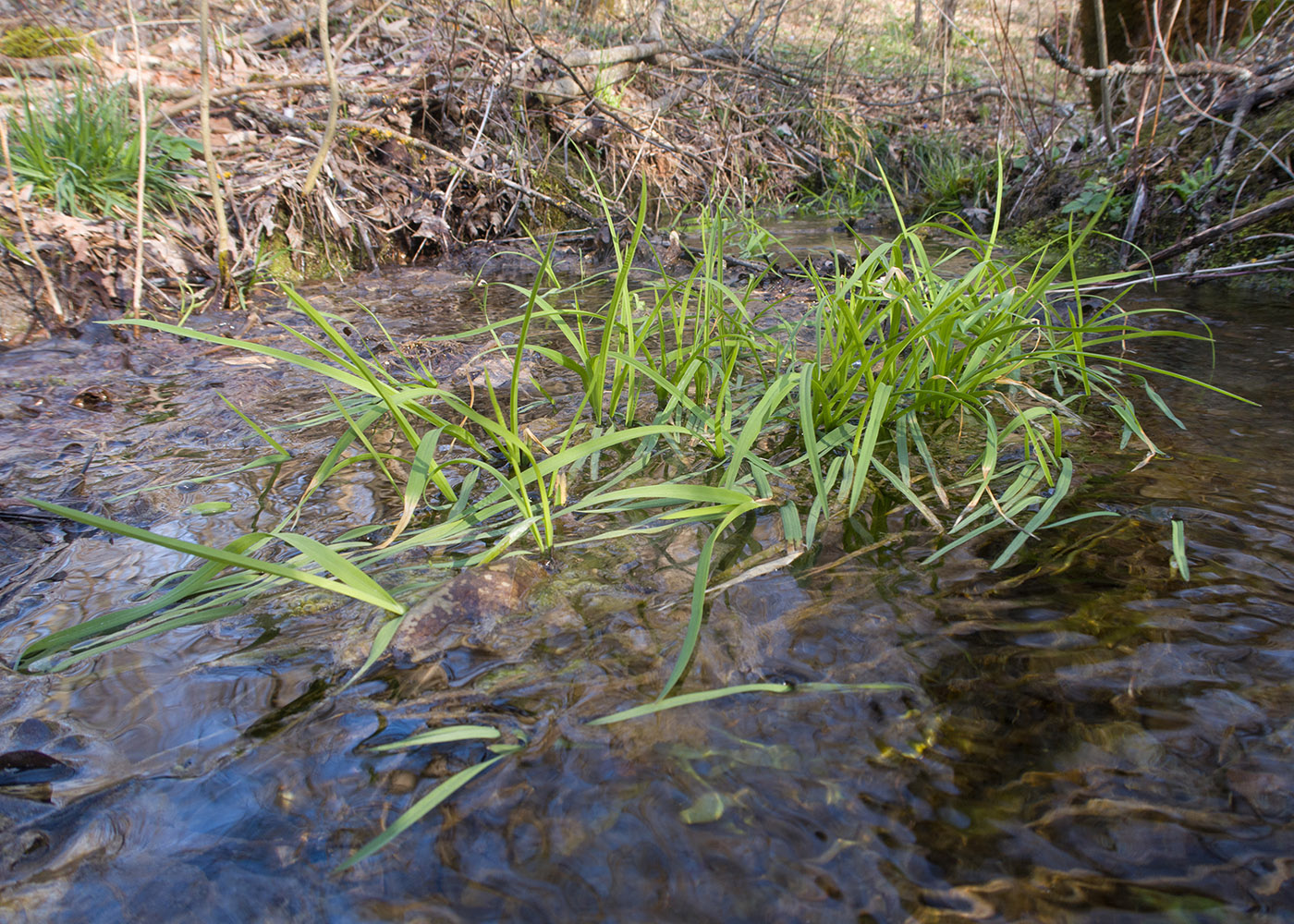 Изображение особи Glyceria notata.