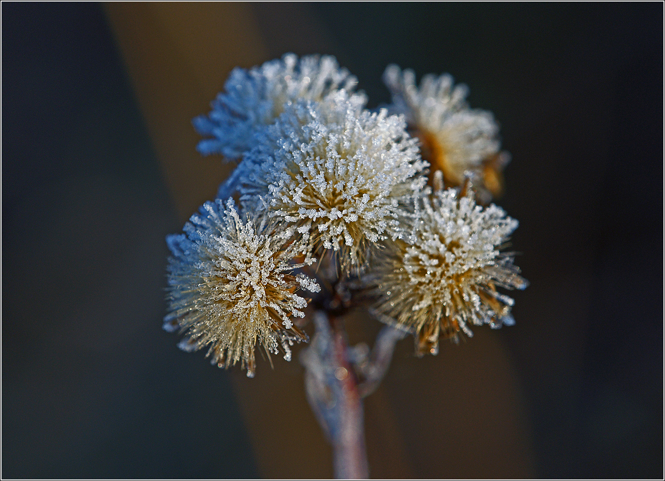Image of Hieracium umbellatum specimen.