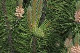 Pinus mugo. Верхушка побега с шишкой и микростробилами. Томская обл., г. Томск, Сибирский ботанический сад Томского государственного университета, в культуре. 15.06.2024.