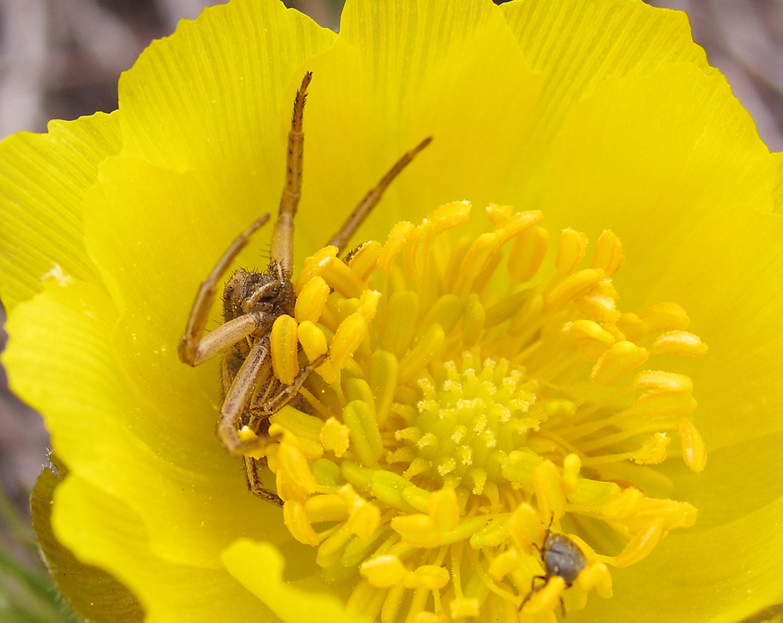 Изображение особи Adonis vernalis.