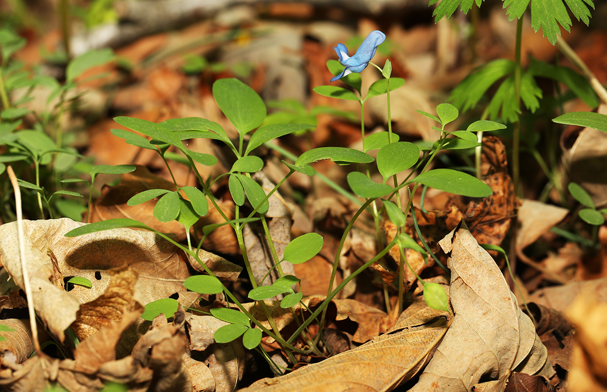 Изображение особи Corydalis ussuriensis.
