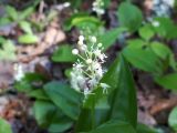 genus Maianthemum. Майник канадский. Maianthemum canadense. В природе. Галифакс, 26 июля 2018 г.
