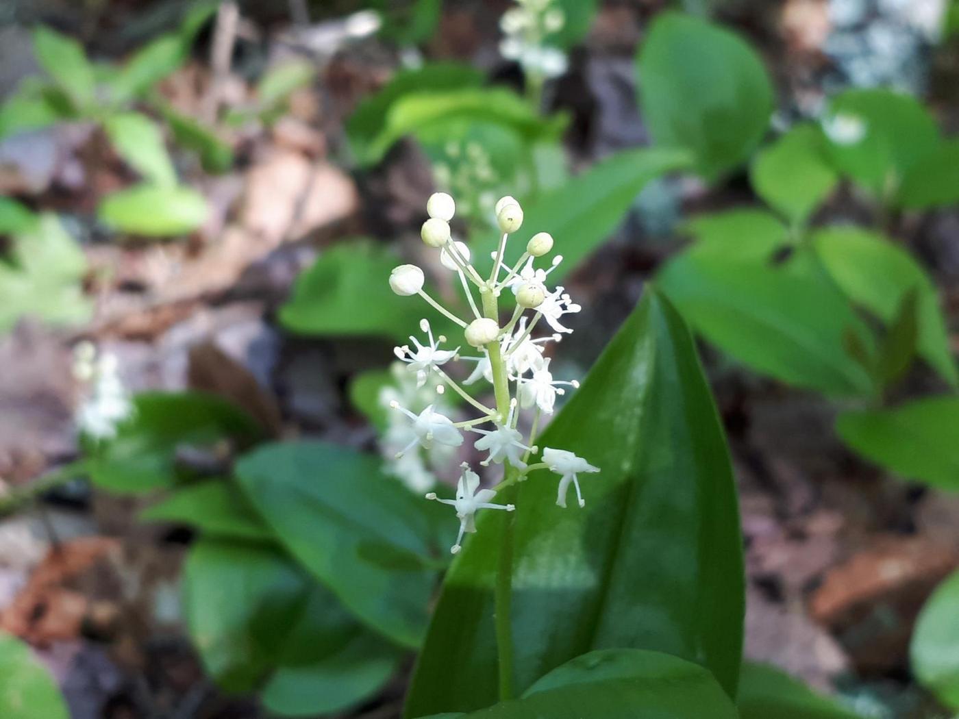 Image of genus Maianthemum specimen.