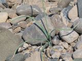 Eremurus soogdianus. Прикорневая часть бутонизирующего растения. Киргизия, Баткенская обл., Баткенский р-н, окр. с. Самаркандык, Туркестанский хр., горы Сары-Тоо, уроч. Мадыген, щебнистый склон. 13 мая 2026 г.