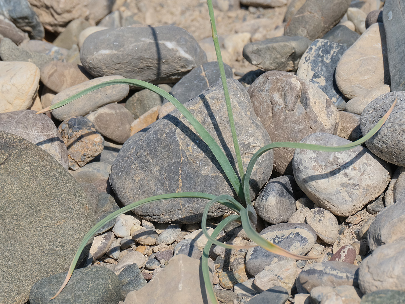 Image of Eremurus soogdianus specimen.
