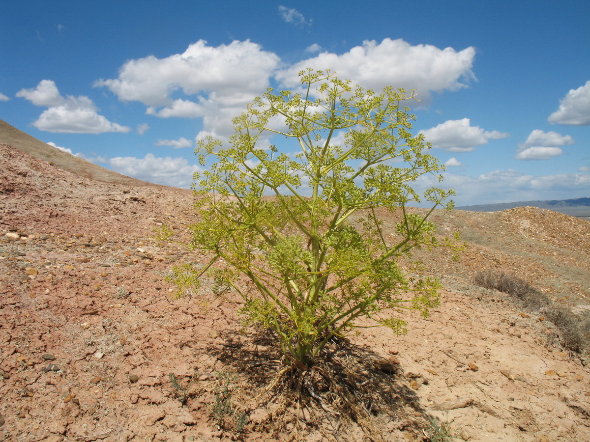 Image of Ferula krylovii specimen.
