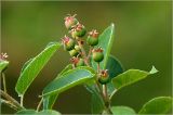 View full-size image Amelanchier spicata