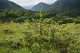 genus Juniperus
